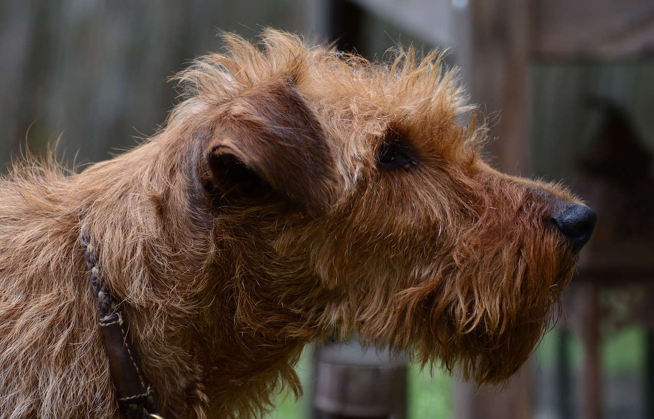 The Playful Spirit of Irish Wolfhounds